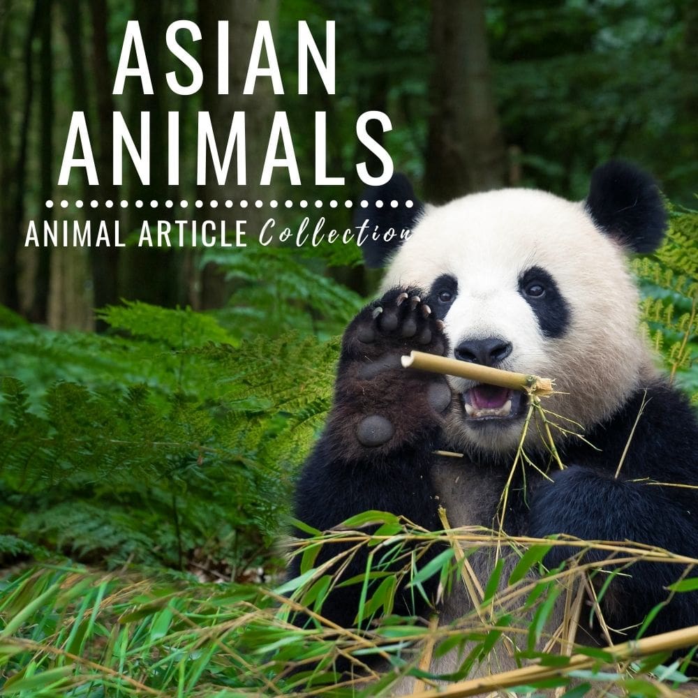 Animal Articles Collection