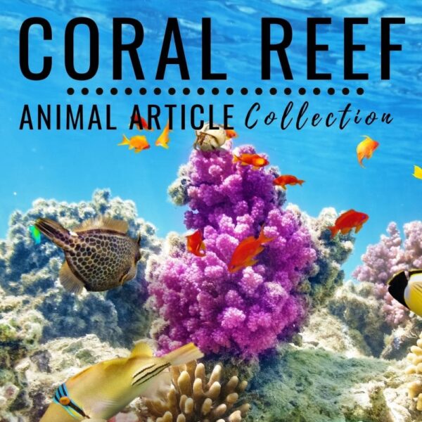 Animal Articles Collection