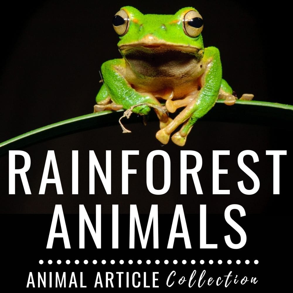 Animal Articles Collection